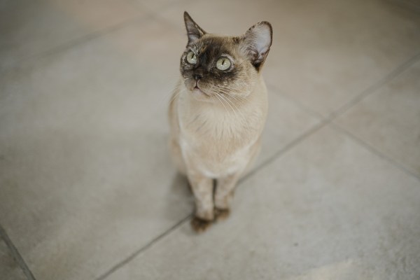 Cat looks up at camera meercat