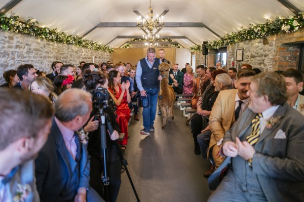 Bride and groom llama during ceremony walks down the aisle