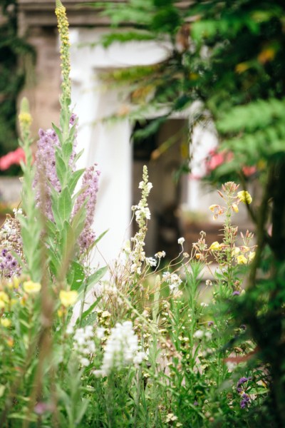 Close up of flowers in garden