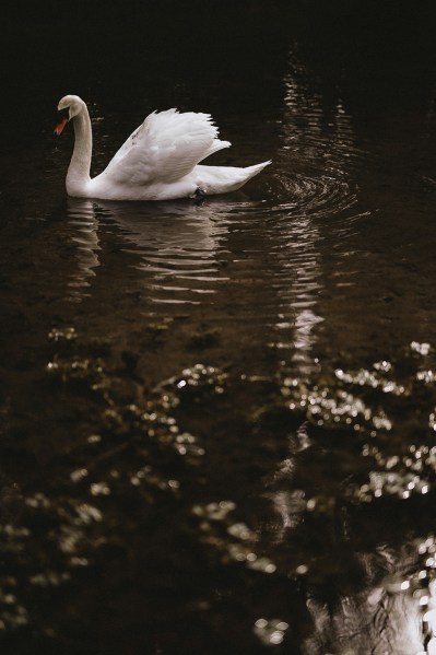 Swan on the lake