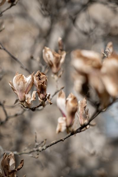 Close up of leaves outside exterior forest tree setting