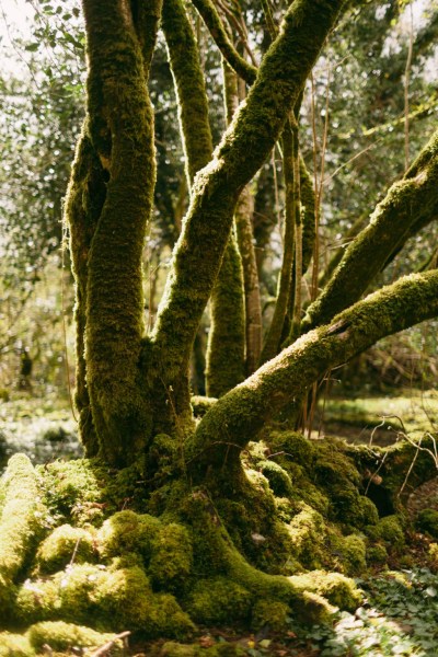 Forest setting grass