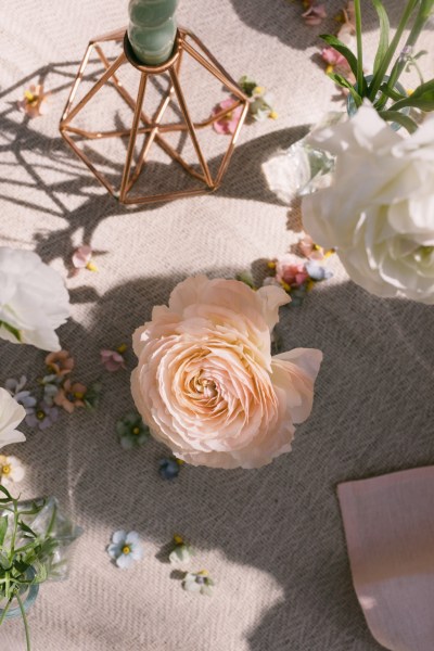 Close up of pink rose flower and white rose