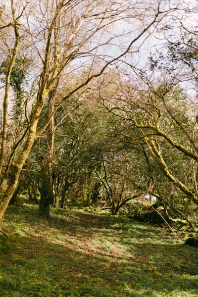 Forest setting grass