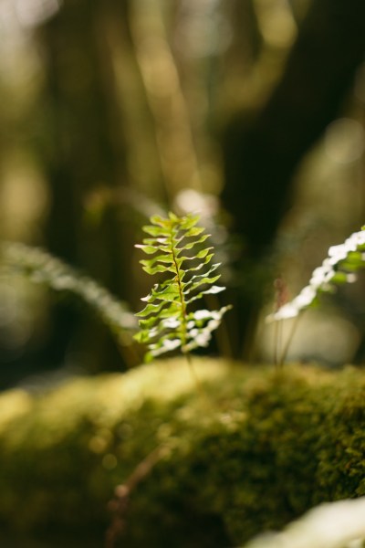 Close up of shrub forest flower grass moss