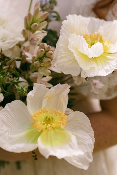 Close up of yellow white sunflowers