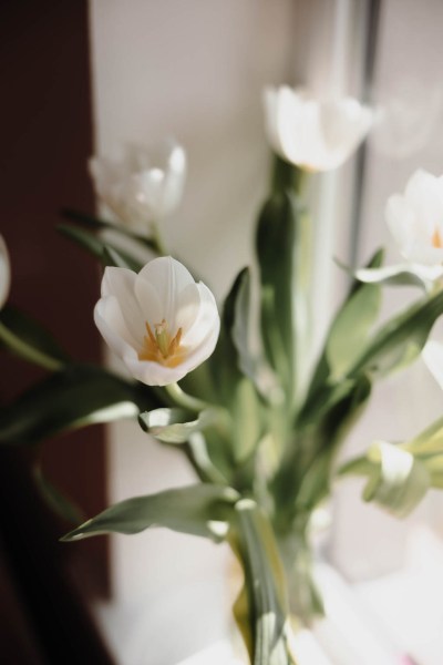 Up close pic of flowers on windowsill