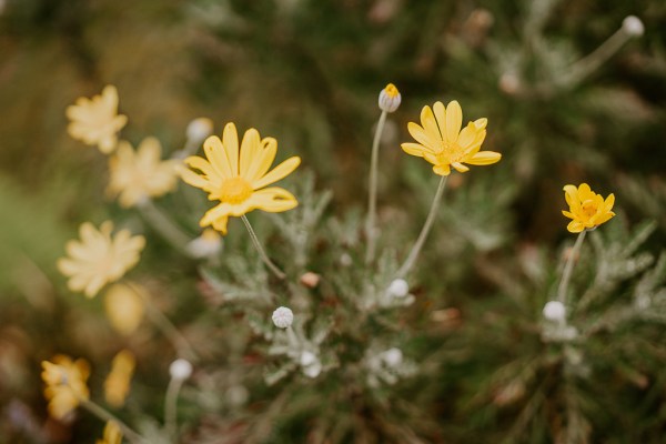 Up close shot of yellow sunflowers/flowers and grass