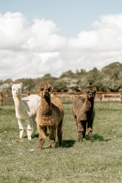 Llamas on grass