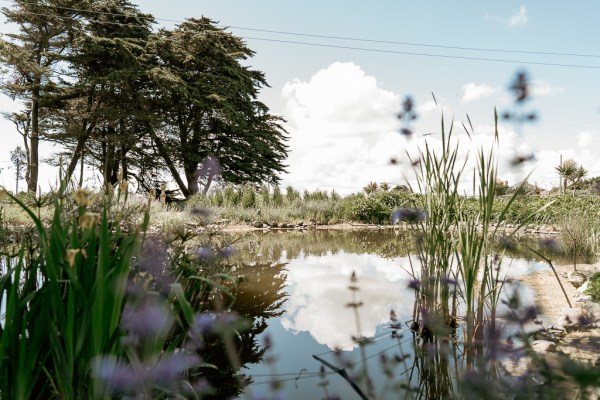 Lake flower trees setting