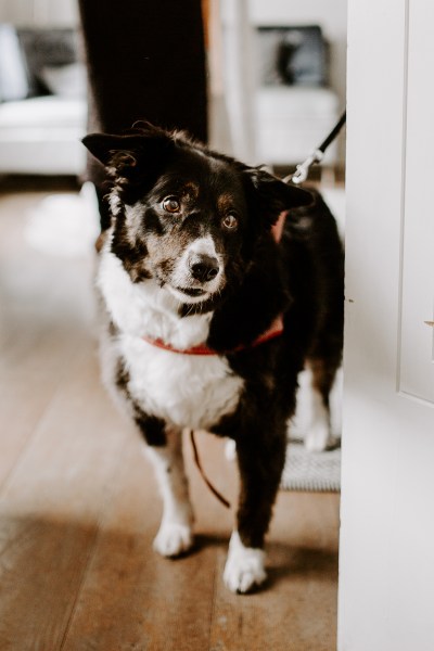 Little black dog looking at camera