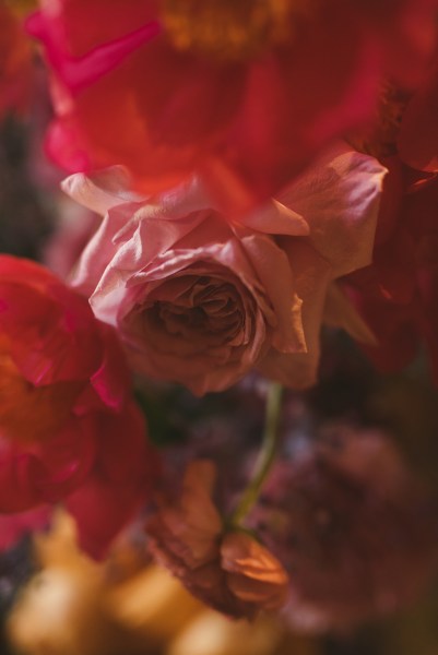 Close up of red pink orange flowers