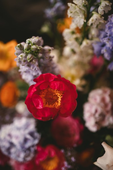 Close up of red purple flowers