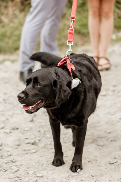 Black Labrador on a lead