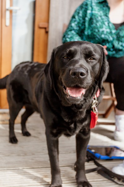 Black Labrador door looking towards camera