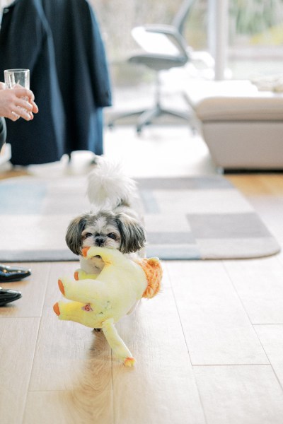 Little dog playing with his cuddly toy