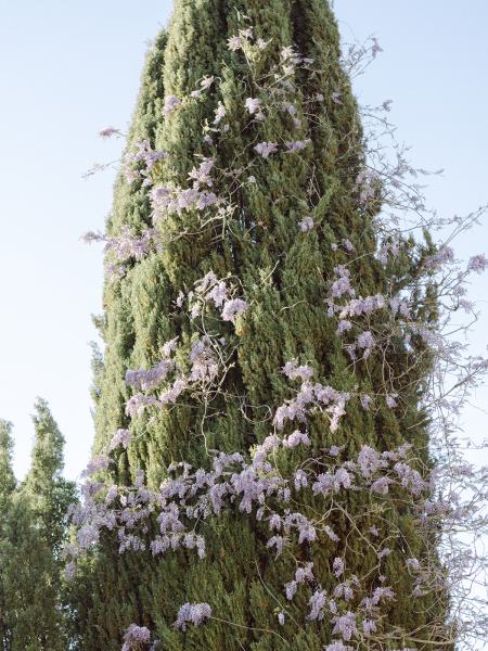 Tree with flowers on it purple