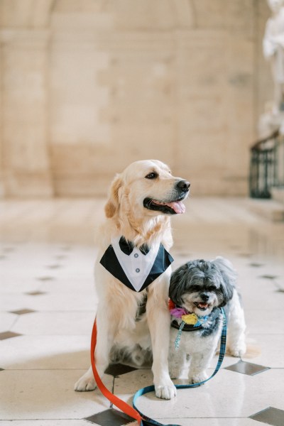 Labrador dog and little dog sitting on tile floors