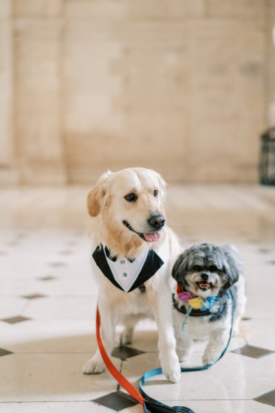 Two dogs on tile floor Labrador