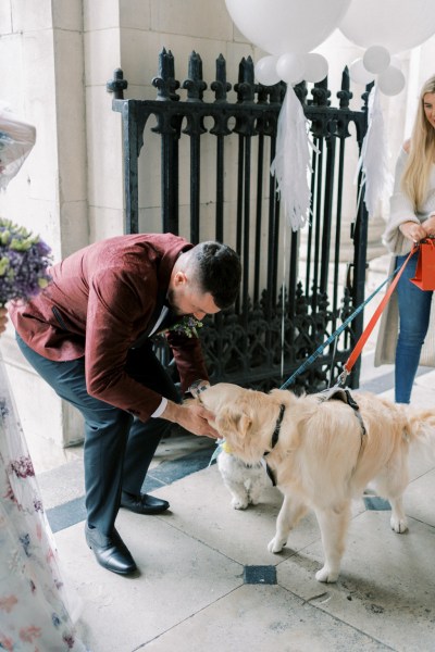 Groom bends over to pet Labrador dog