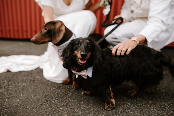 two little dogs in bowties