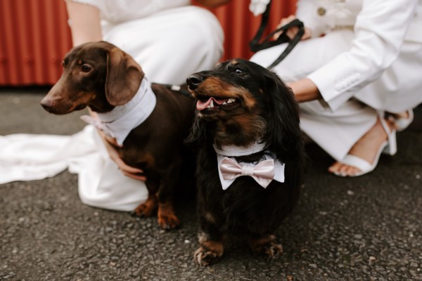 two little dogs in bowties