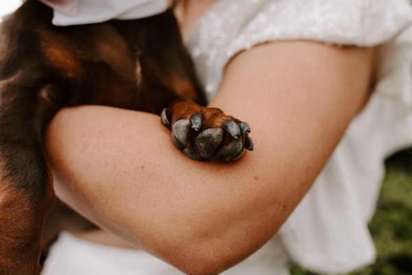 Paw foot detail on dog