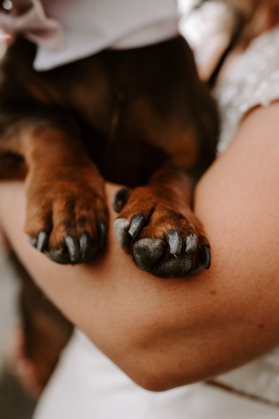 Paws foot detail on dog