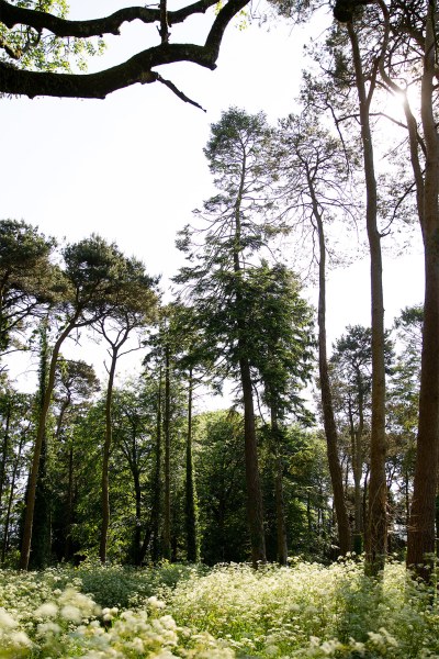 Forest view grass trees