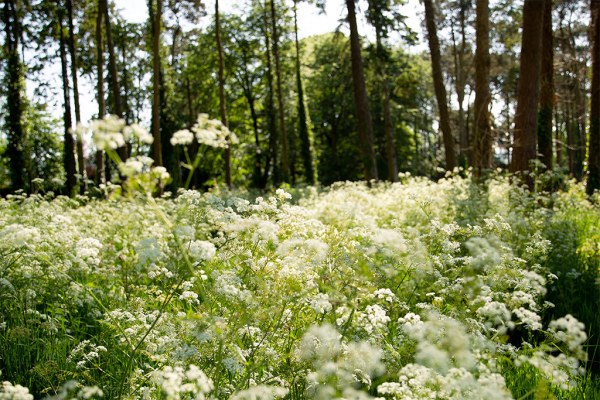 Forest view dandelions grass trees and forestry