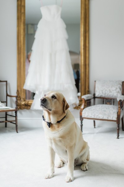 Labrador interior room