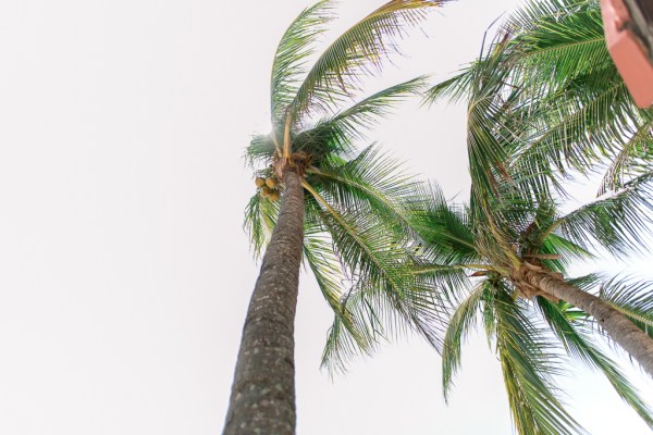 palm trees blowing in the wind