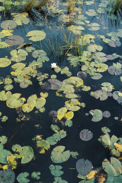 Pont lake leaves