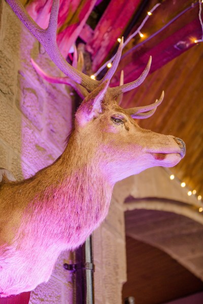 deer head hanging on wall