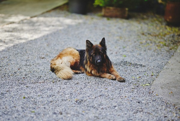 german shepherd dog sits on the pavement