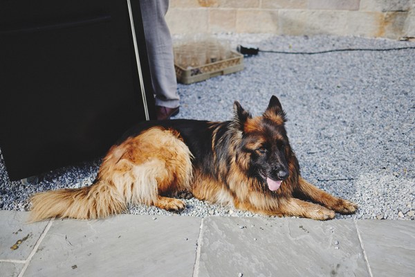 Dog lies on the ground