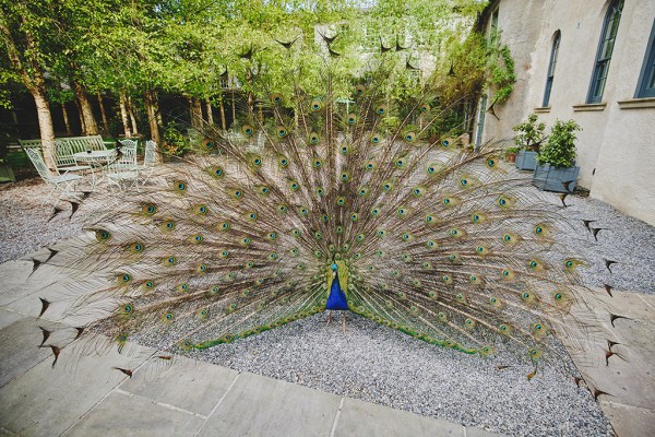 Peacock