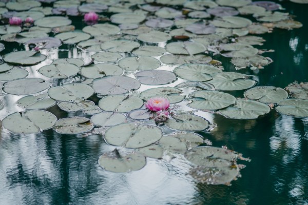 water lily in pond