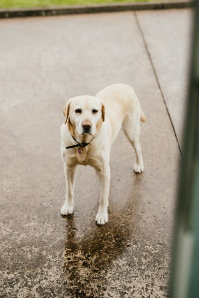 Labrador dog