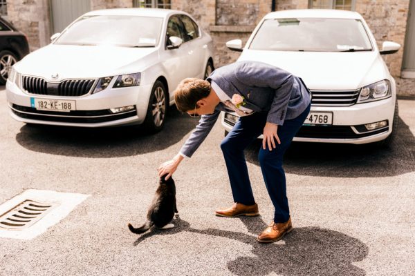 groom pets black/brown cat