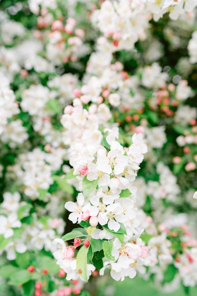 up close shot of flowers