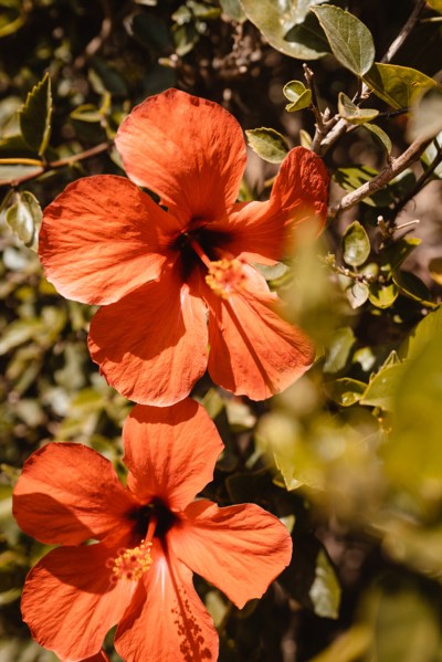 close up of orange flower