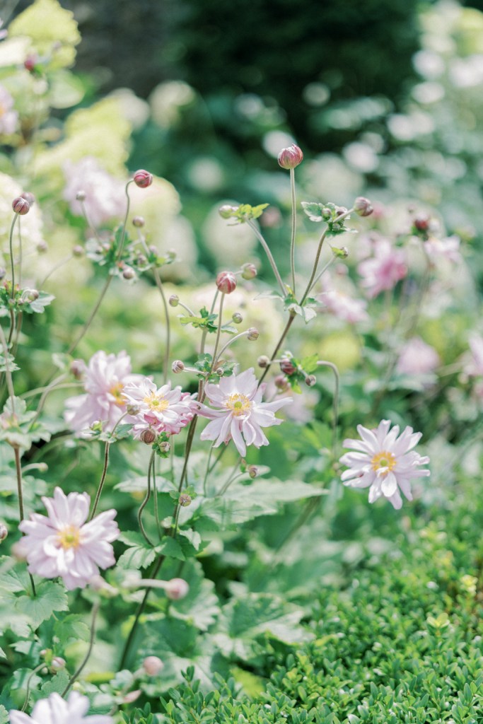 White and pink flowers in a garden