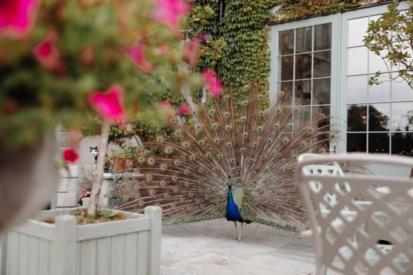 peacock colours flowers outside venue